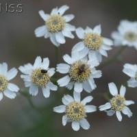 Sneezewort